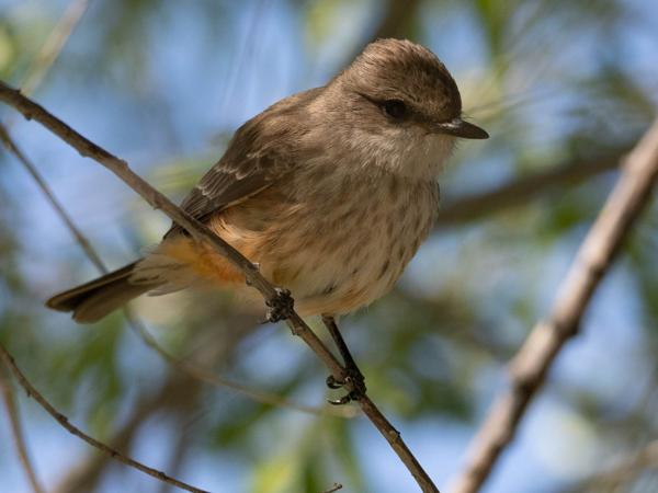 <h3><a href="/trips/Tucson_2023/biota/animalia/chordata/aves/040 passeriformes/011 tyrannidae/pyrocephalus rubinus/pyrocephalus rubinus-nl.html">Pyrocephalus&nbsp;rubinus</a> / Vermilion&nbsp;flycatcher / Rode&nbsp;tiran</h3>OM-1 met OLYMPUS M.300mm F4.0, 1/3200 sec  bij F4.0, ISO 640, afstand 4.52&nbsp;m